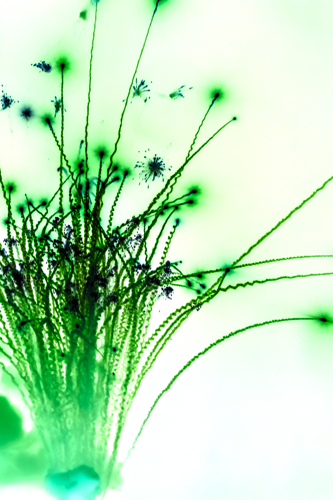 Radiant Ether #405