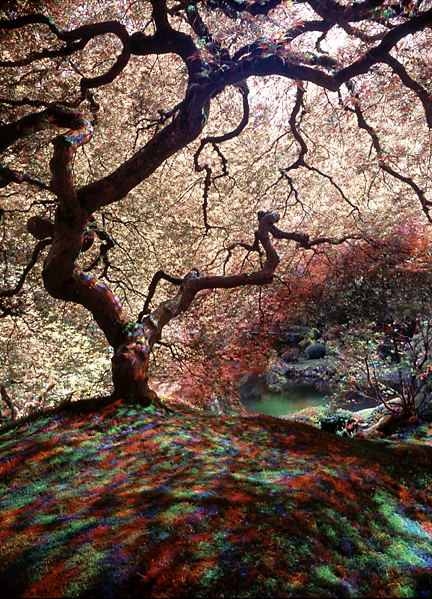 Winner: FIRST PLACE Brad Carlile Portland, Oregon Multiple exposures with a variety of cover filters produce an intriguing image of Portland's Japanese Garden.  Prize: Two first-class tickets to one of the more 80 destinations served by Alaska Airlines and Horizon Air in the continental United States, Western Canada and Mexico.