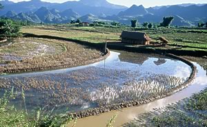 Travels in Northern Vietnam, rice paddies, bamboo and hills